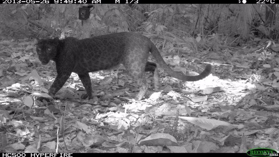 Black Leopards' Hidden Spots Revealed By Scientists - BBC Newsround