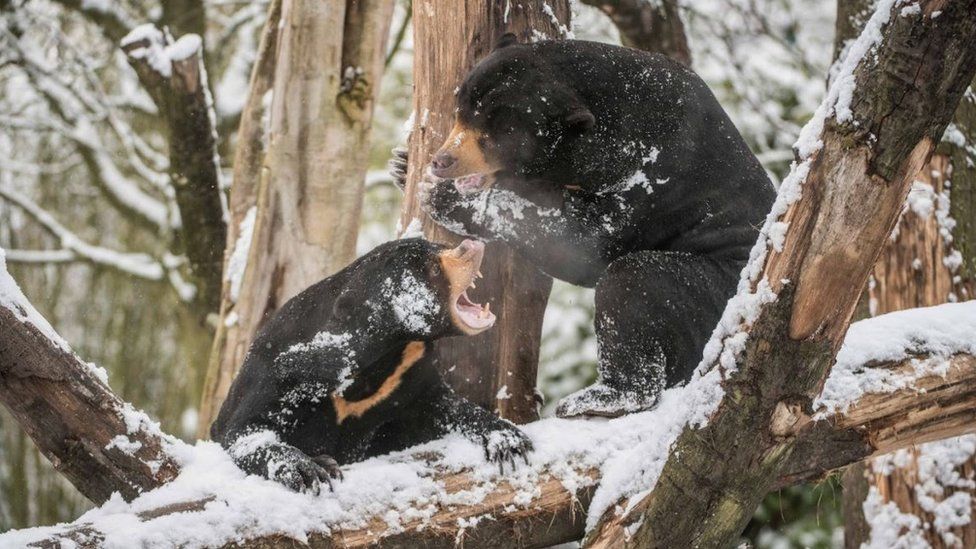Sun bears Milli and Toni play fight in the snow at Chester Zoo