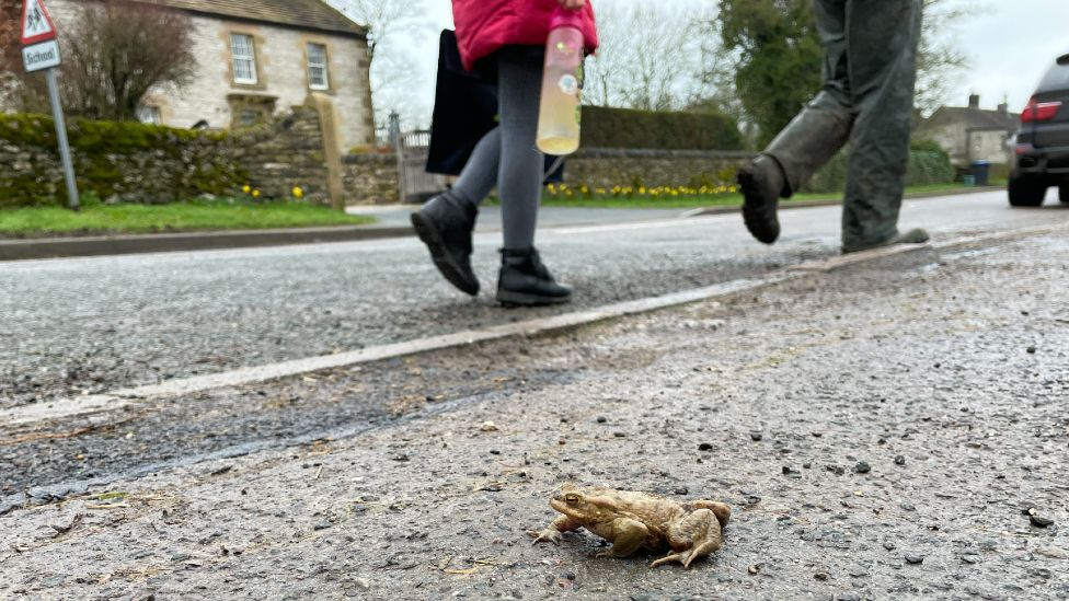 Toad crossing a road during busy times