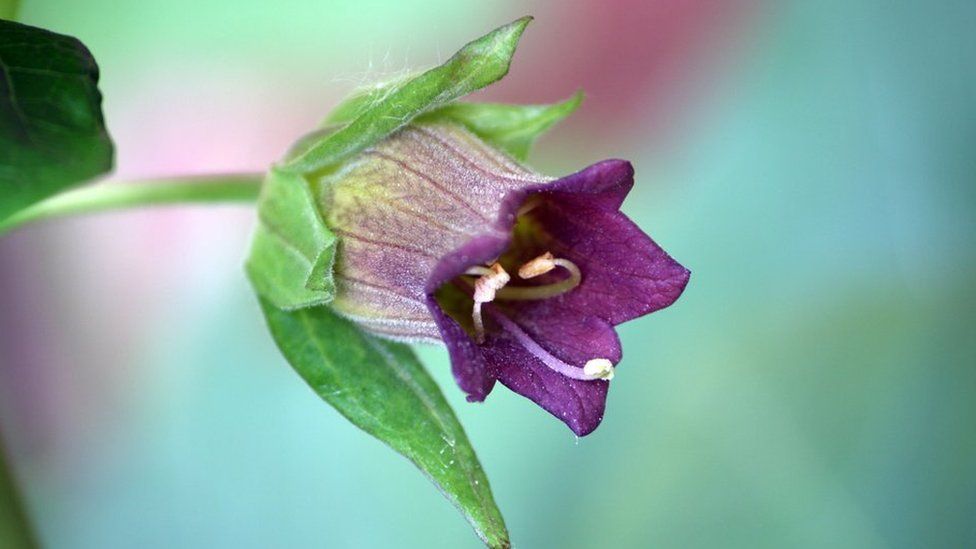 Belladonna, or deadly nightshade