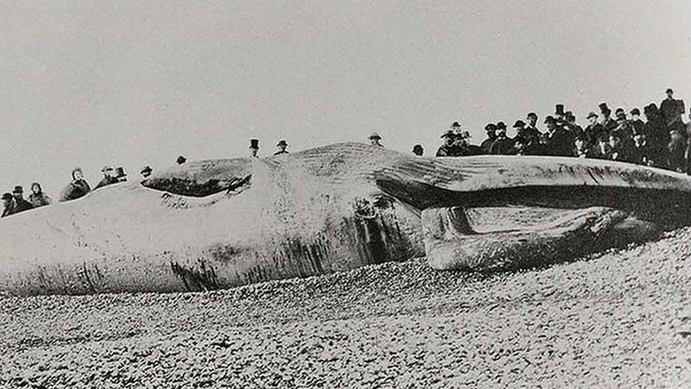 Finback whale on Sussex beach, 13 November 1865