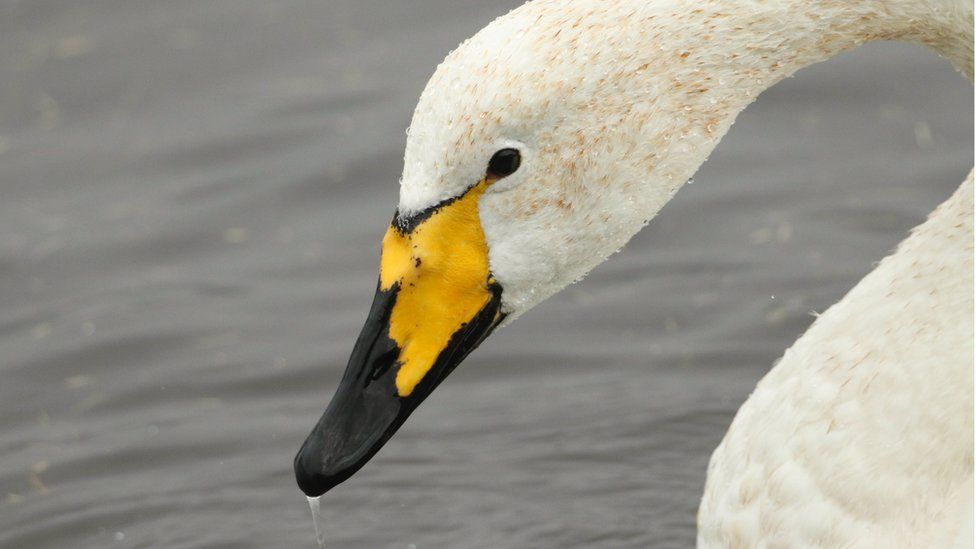 A head shot of a Whooper Swan, Cygnus cygnus, swimming on a lake. - stock photo