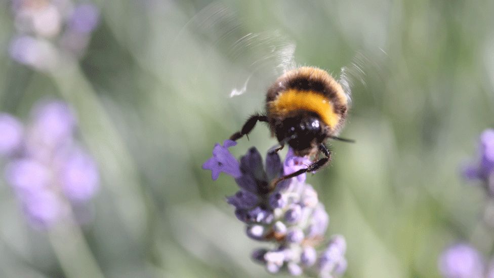 Consultation On Scottish Pollinator Strategy - BBC News