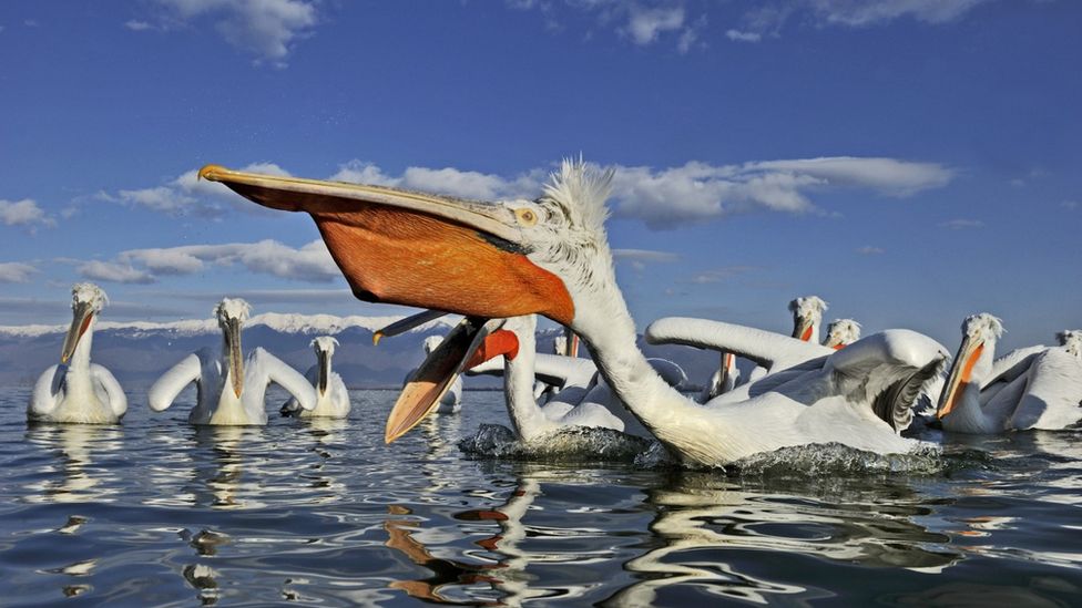 Колония кудрявых пеликанов на озере в северной Греции