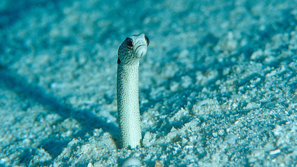 A sad-looking garden eel