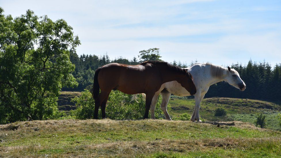 Horses in Kilmacolm