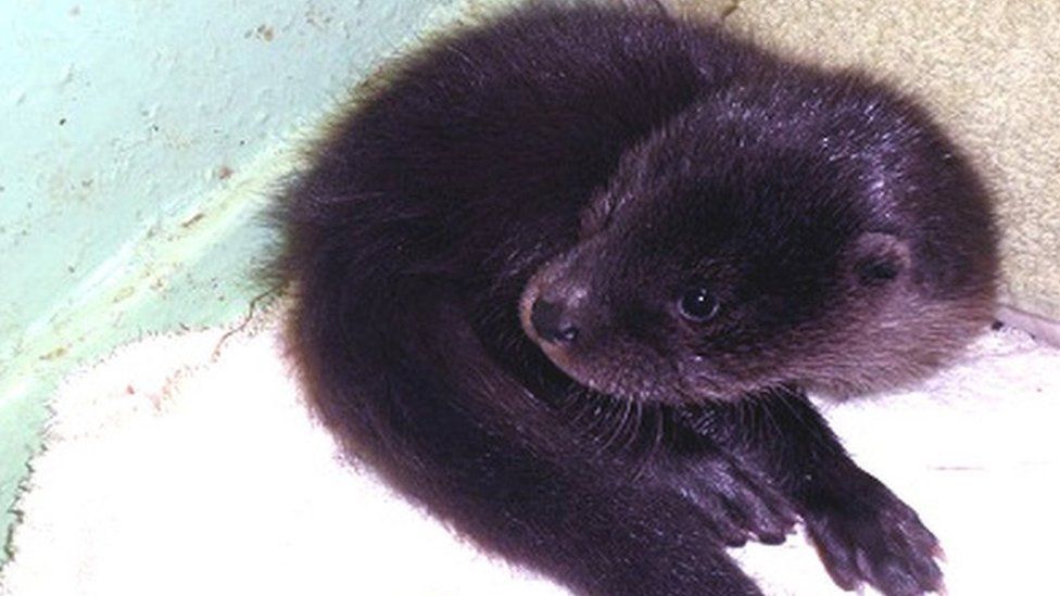 Munlochy and Skye charities help lost otter cub - BBC News