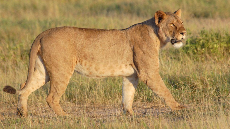 A lion walks across the grassland of the Amboseli National Park, Kenya, in 2007.