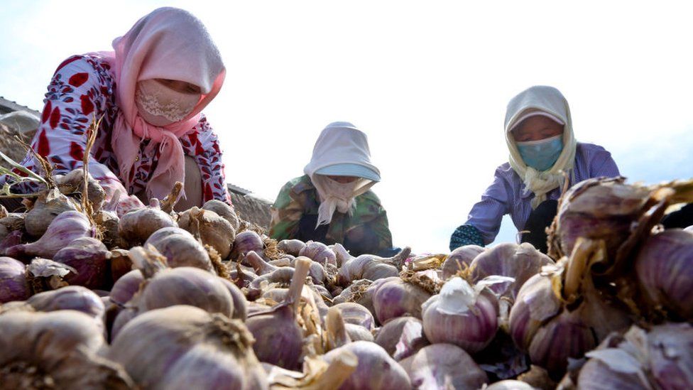 Farmers hang plaits of garlic to dry at Wuzhuang village, China.