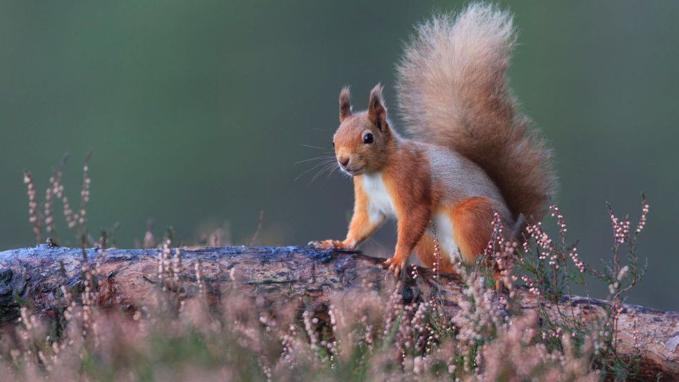 Red squirrel