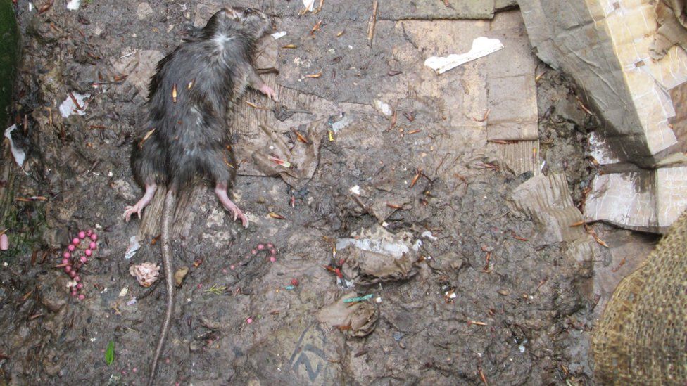 Dead rat lying on the ground, among the rubbish