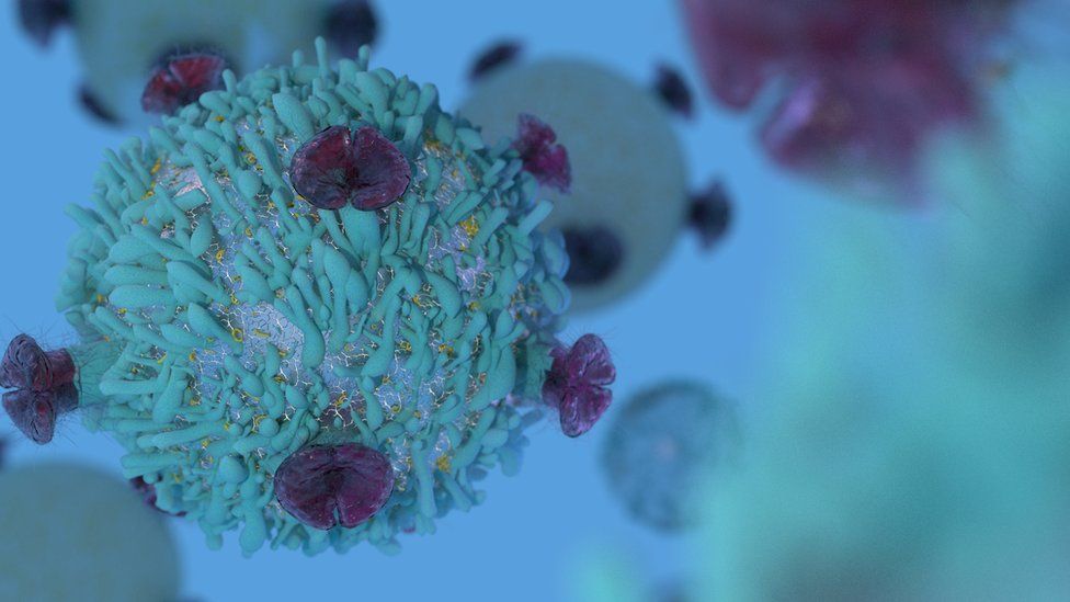 An immune cell targeted by immunotherapy treatment