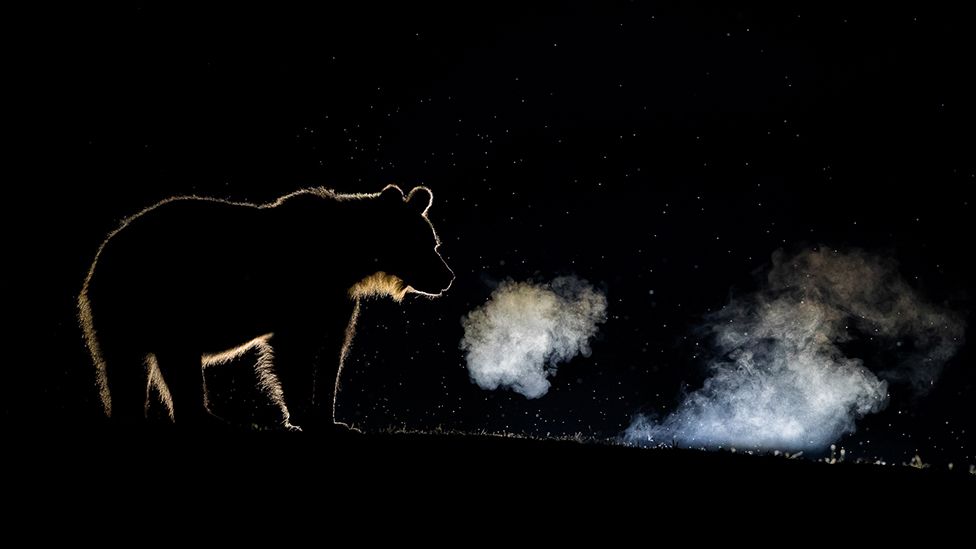 A silhouette of a bear and the condensation from its breath