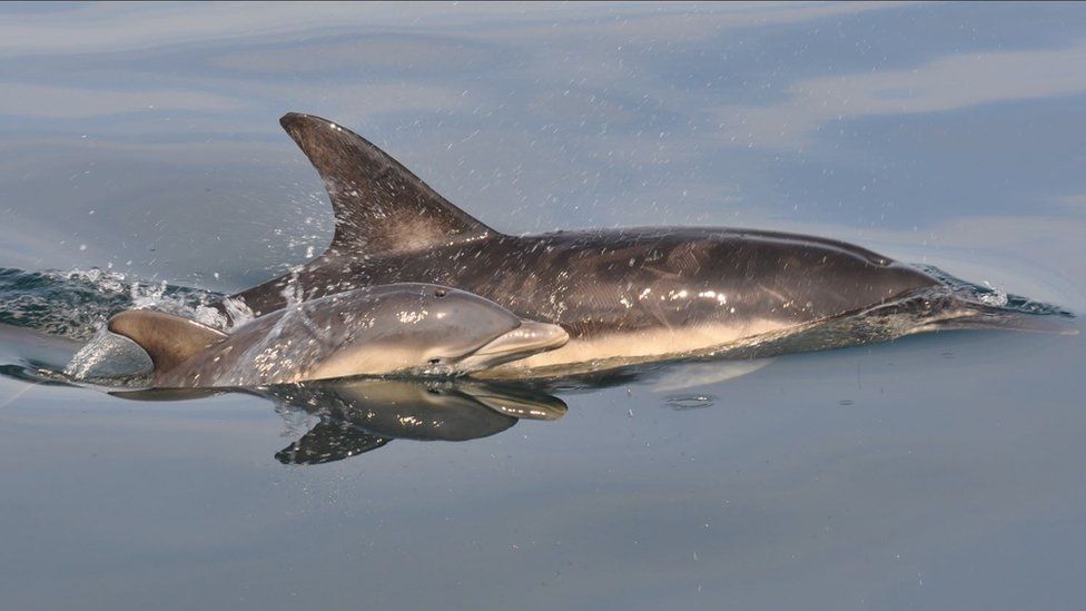 Обыкновенный дельфин и теленок