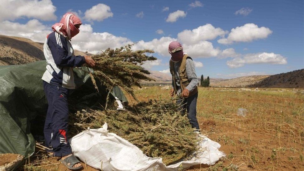 Syrian refugees harvesting cannabis
