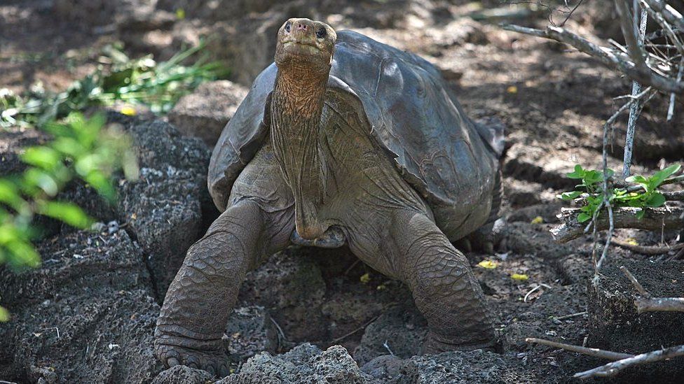 Lonesome George was a male Pinta Island tortoise and the last known individual of the species
