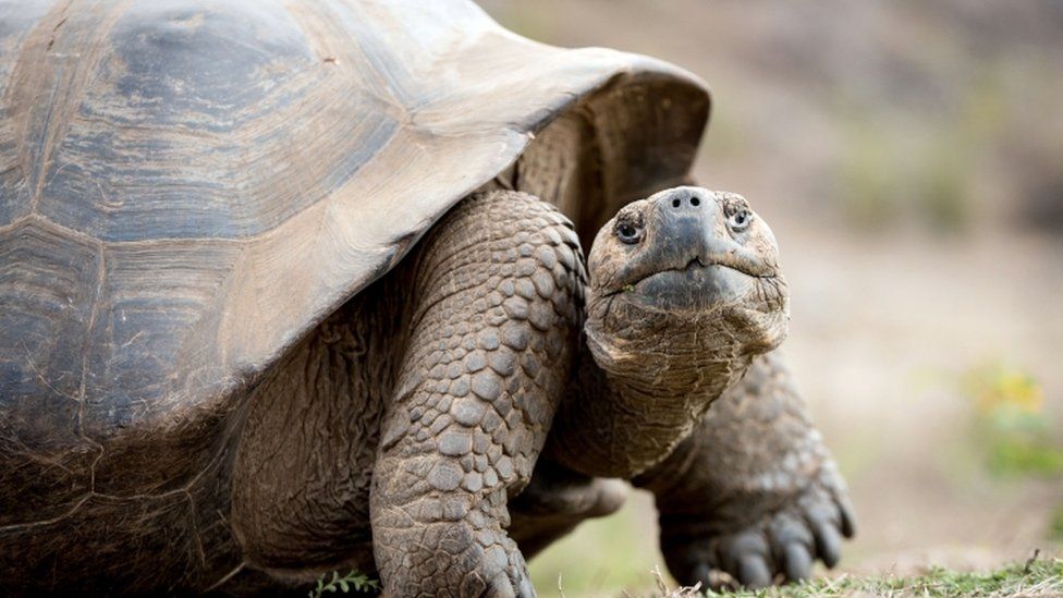 Giant tortoise Meet Fernanda the rare tortoise thought to be