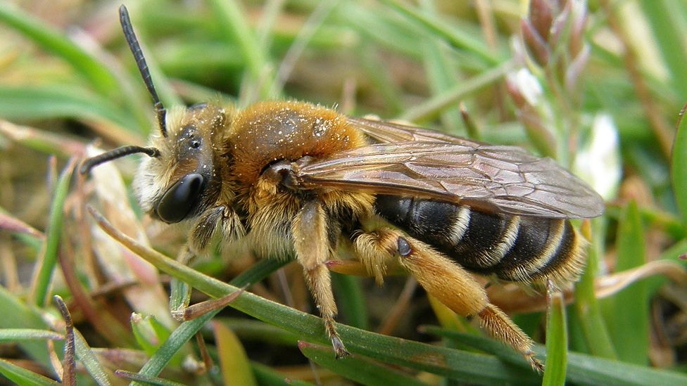 Red-backed mining bee