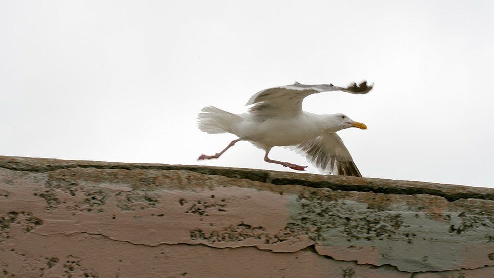 Seagull