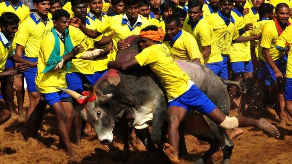 A file picture taken on January 15, 2013 shows Indian participants attempting to hold down a bull during the traditional bull taming festival called "Jallikattu" in Palamedu near Madurai, around 500km south of Chennai.