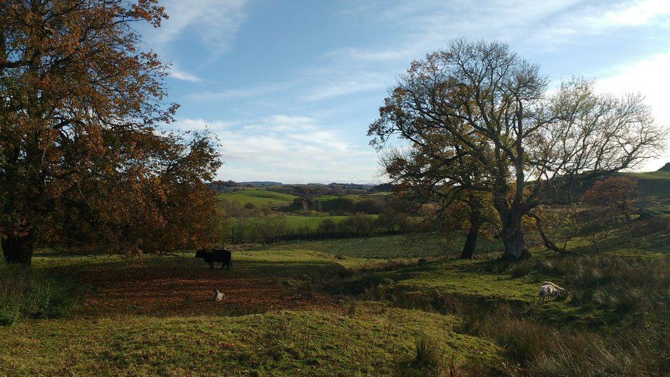 A green, countryside landscape with trees in the foreground