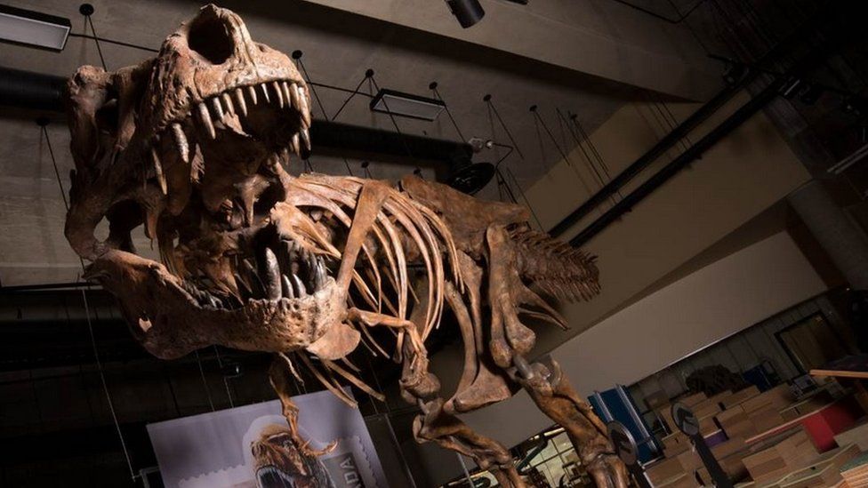 T-rex found in Canada is biggest ever - BBC Newsround