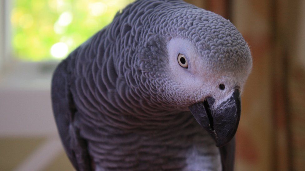 A stock photo of an African Grey parrot