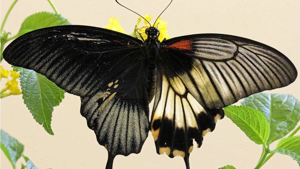 Gynandromorph of a Great Mormon butterfly
