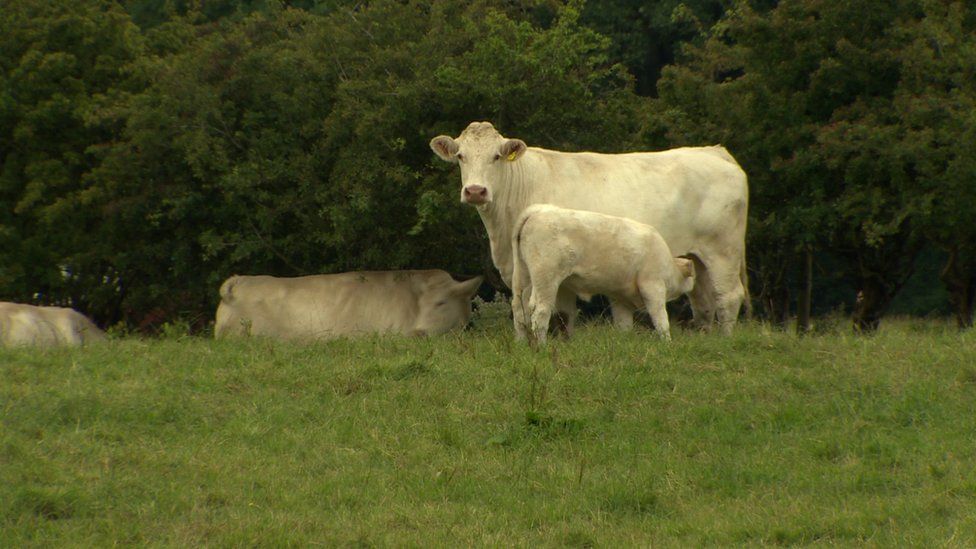 Recently calved cows pose a potential risk to farmers