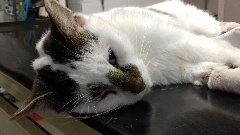 Cat on vet table