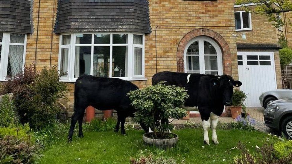 Cows in garden