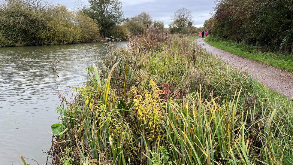 Overgrown vegetation between the Kennet and Avon canal and a towpath