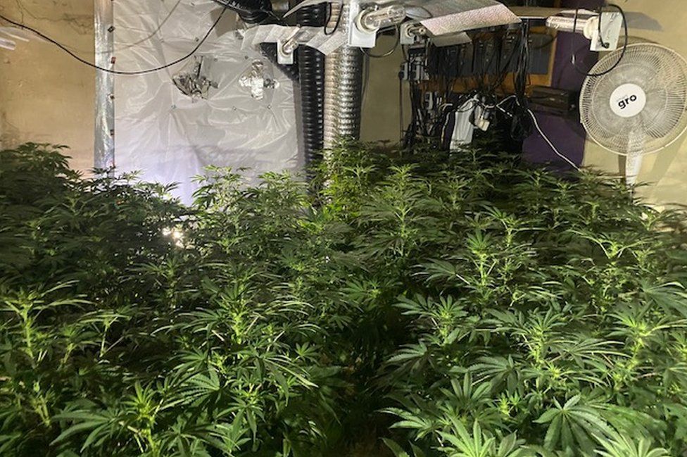 Large cannabis plants with growing equipment