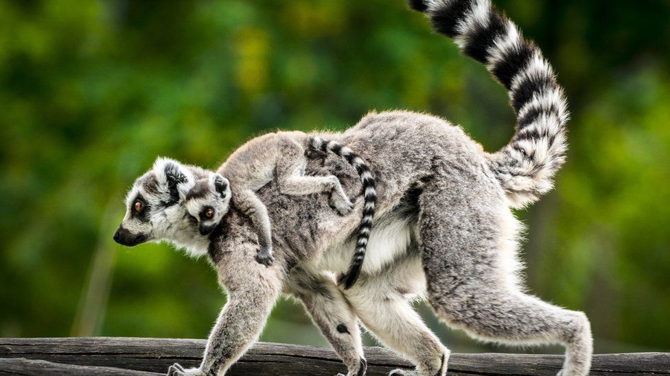 A lemur carrying its young