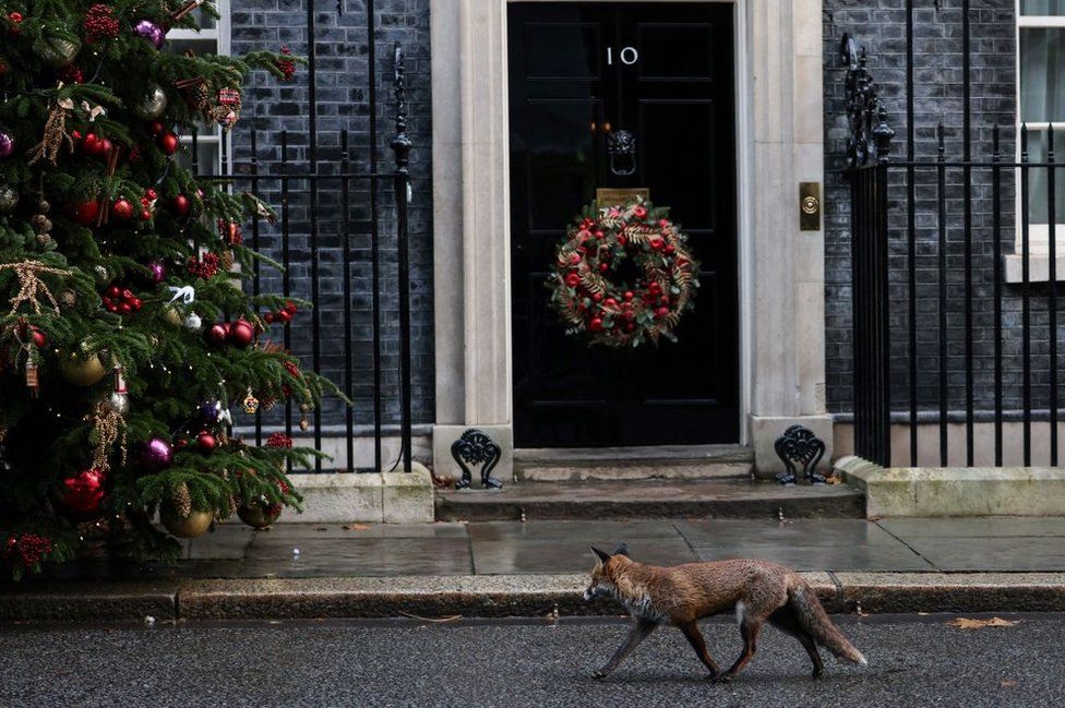 A fox walks towards the Christmas tree in front of 10 Downing Street in central London on December 12, 2023.