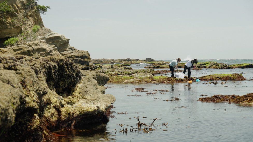 Two women are seen collecting samples from rockpools on the coast fairly near the Fukushima plant