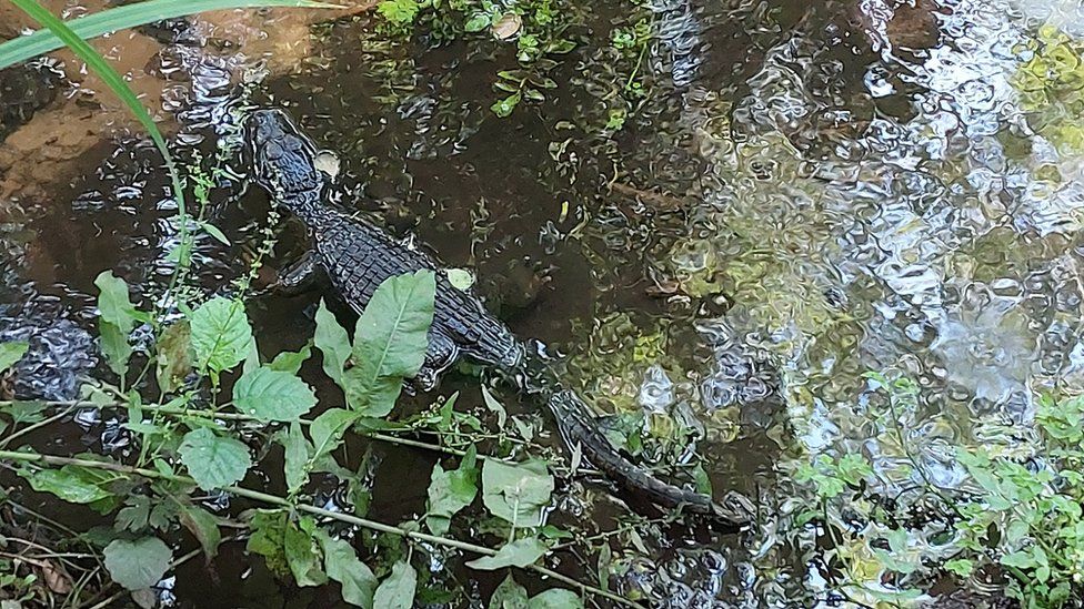 Ipswich: Officers in snappy response to baby crocodile sighting - BBC News