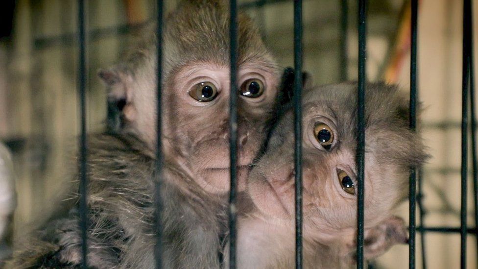 Monkeys in a cage