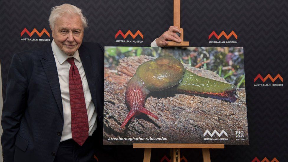 Sir David Attenborough at the Australian Museum with a photo of the Attenborougharion rubicundus - a snail, 35-45mm long, found only in Tasmania, on February 8, 2017 in Sydney, Australia