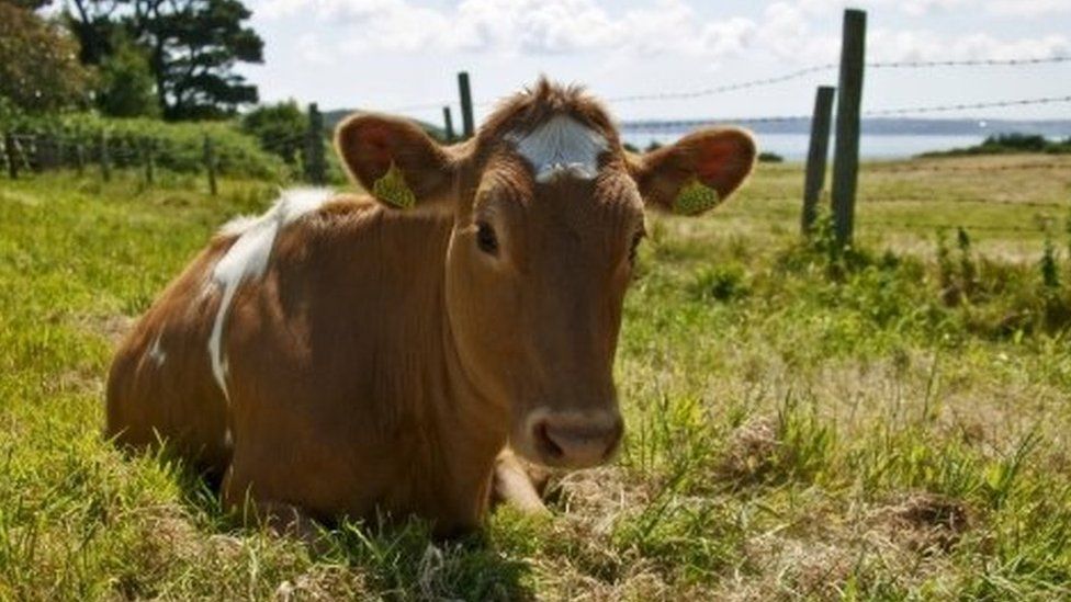 A cow in Herm