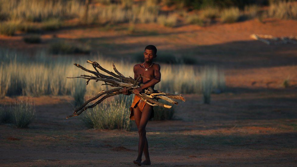 Bushman from the San community gathers wood.