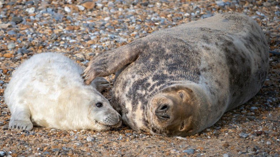 Seal pup at Blakeney