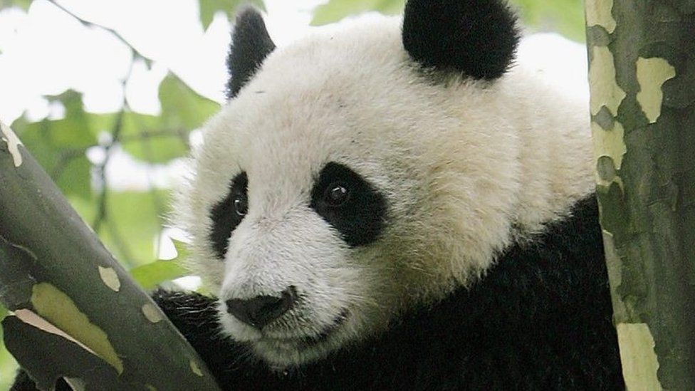 A wild giant panda is seen in a tree near a residential area in China's Sichuan province