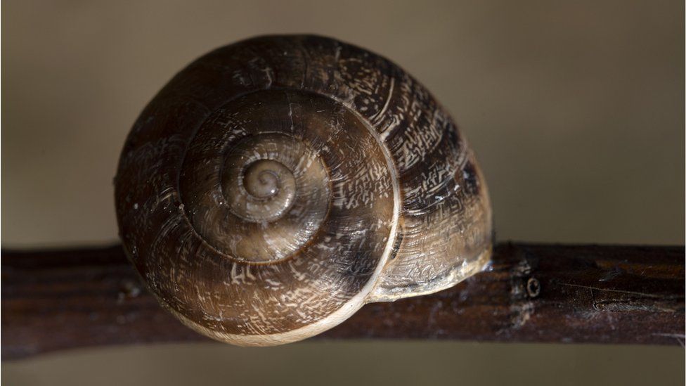 A close up of an empty brown, tawny snail shell