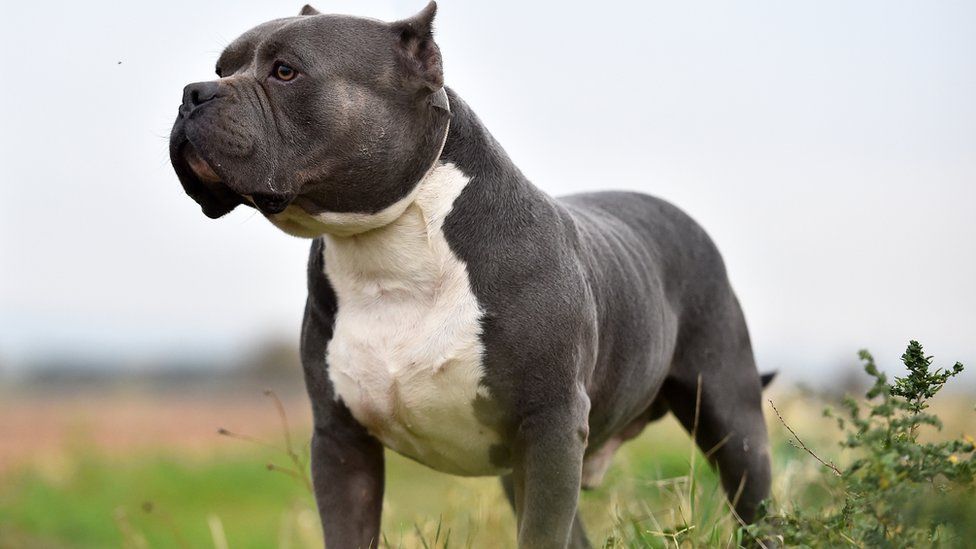 Small bulldog-type black and white dog