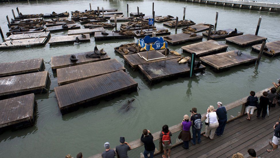 Tourists are photographed looking at dozens of sea lions lying on the dock