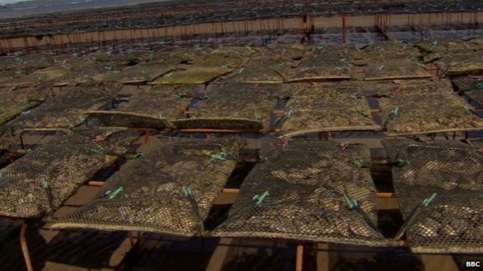 County Donegal Row erupts over oyster farm at beach beauty spot BBC News
