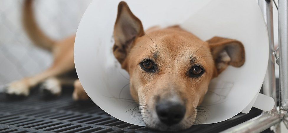 A dog in cone collar