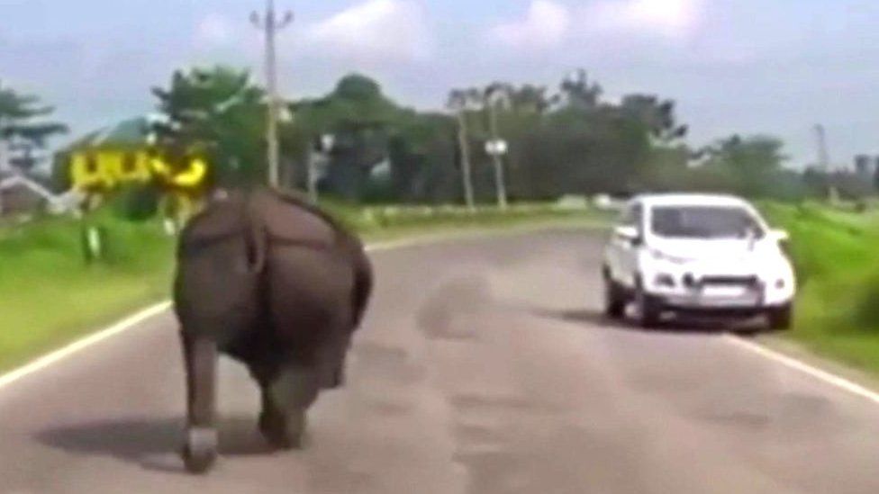 Rhino on Assam road