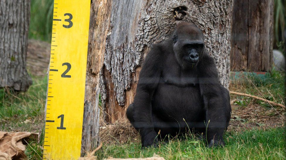 Gorilla standing against tree